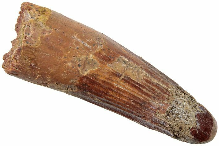 Fossil Spinosaurus Tooth - Real Dinosaur Tooth #234330
